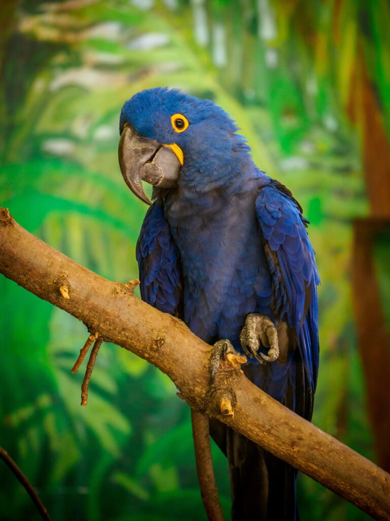 Blue Macaw