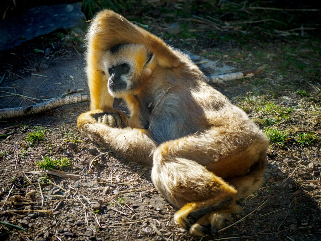 White-Cheeked Gibbon