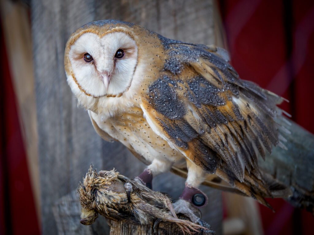 Barn Owl