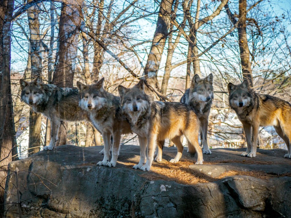 Mexican Gray Wolves