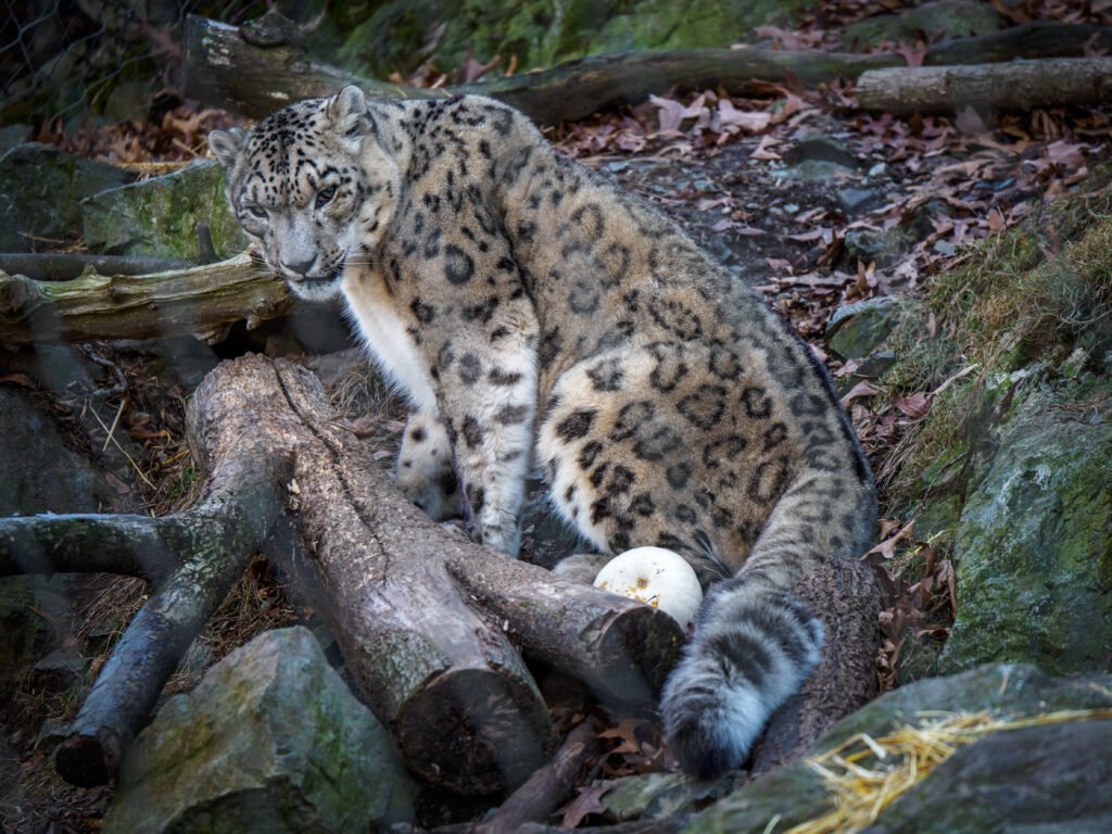 Snow Leopard